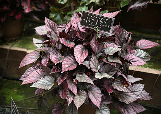 B. ‘Diana H. Gould’